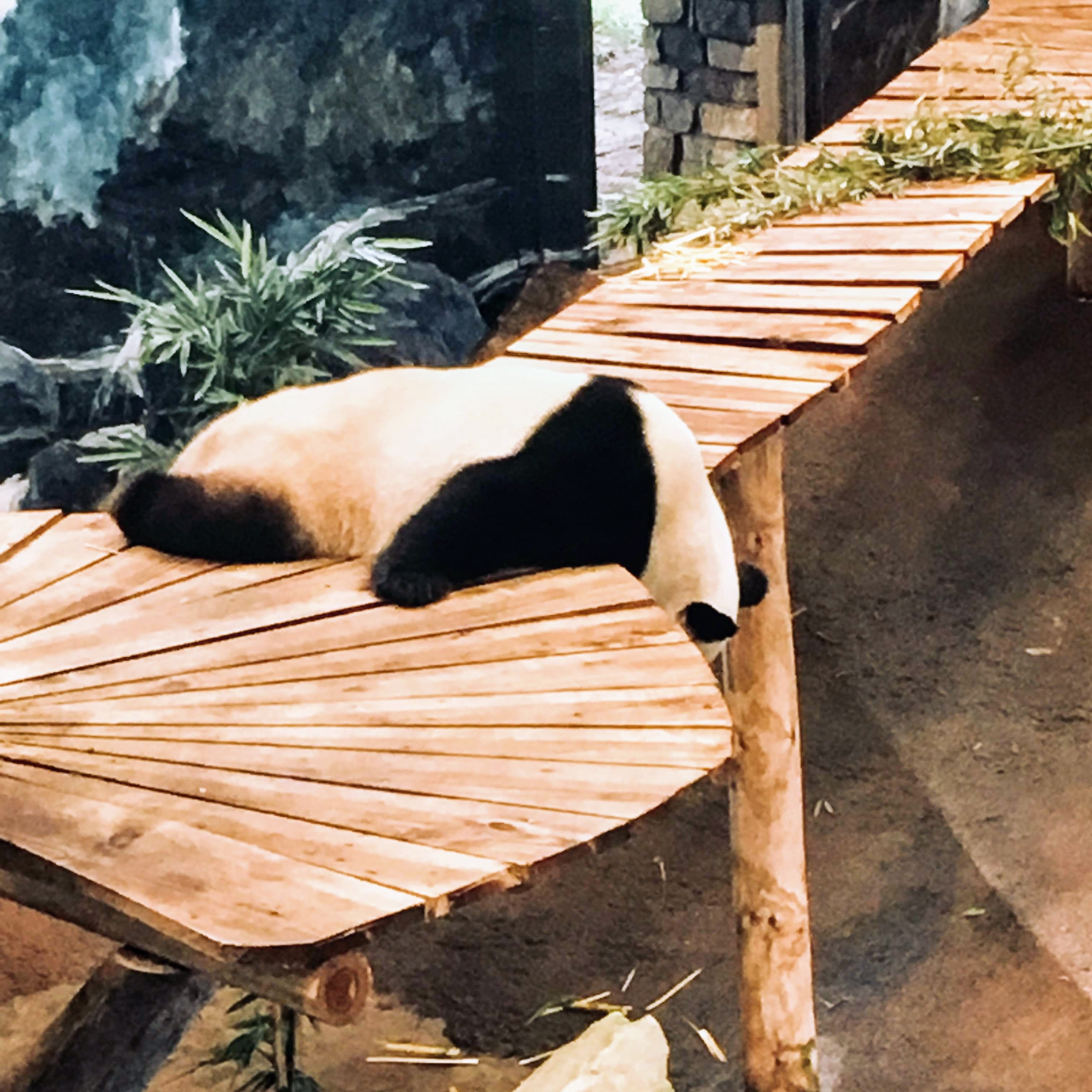 Panda vierkant
