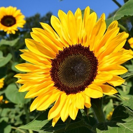 sunflower g3297329b6 640