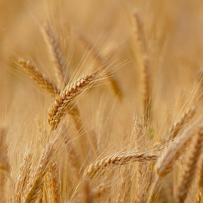 wheat 3241114 640